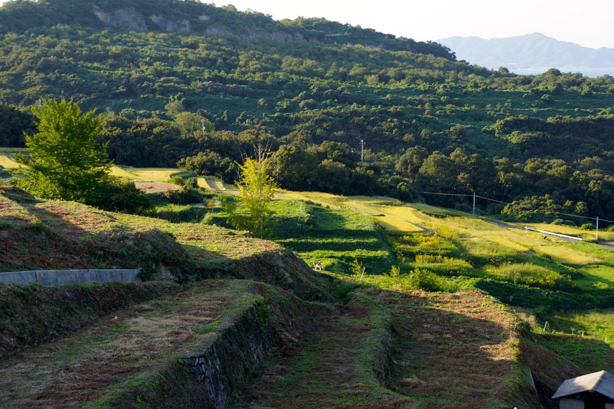 Terraced fields with grassy stone-faced banks stepping down a green hillside on Teshima in late-afternoon light, with wooded slopes, utility poles and a distant mountain and sea behind